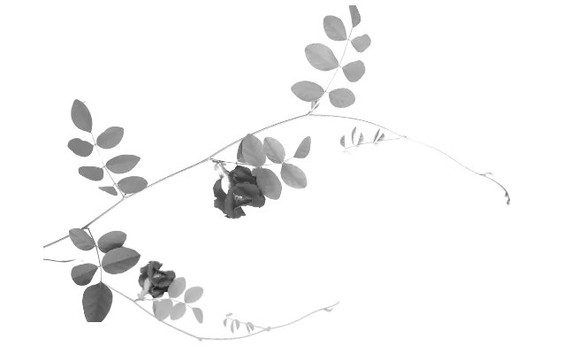 Aparajita Flower