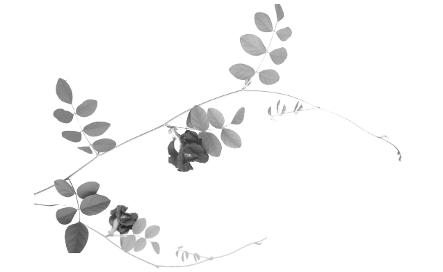 Aparajita Flower